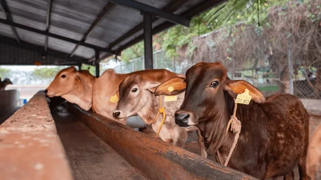 Indian cows at a gaushala waiting to be fed